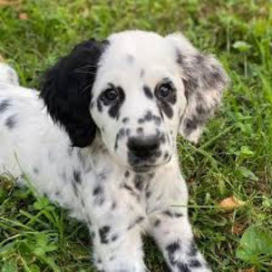 Meet your Posher, Eva